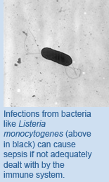 Infections from bacteria like Listeria monocytogenes (above in black) can cause sepsis if not adequately dealt with by the immune system.