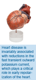 Heart disease is invariably associated with reductions in the fast transient outward potassium current, which plays a critical role in early repolarization of the heart.