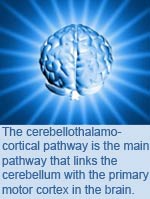 The cerebellothalamocortical pathway is the main pathway that links the cerebellum with the primary motor cortex in the brain.