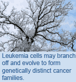 Leukaemia cells may branch off and evolve to form genetically distinct cancer families.