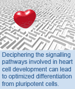 Deciphering the signalling pathways involved in heart cell development can lead to optimized differentiation from pluripotent cells.