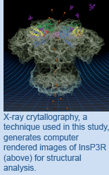 X-ray crystallography, a technique used in this study, generates computer rendered images of InsP3R (above) for structural analysis.