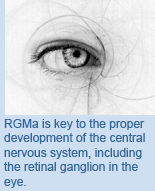 RGMa is key to the proper development of the central nervous system, including the retinal ganglio in the eye.
