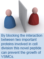 By blocking the interaction beween two important proteins involved in cell division this novel peptide can prevent the growth of VSMCs.