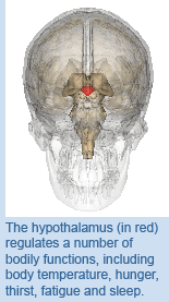 The hypothalamus (in red) regulates a number of bodily functions, including body temperature, hunger, thirst, fatigue and sleep.