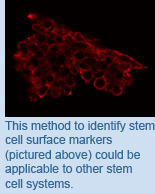 This method to identify stem cell surface markers (pictured above) could be applicable to other stem cell systems.