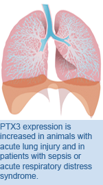 PTX3 expression is increased in animals with acute lung injury and in patients with sepsis or acute respiratory distress syndrome.