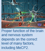 Proper function of the brain and nervous system depends on the correct level of many factors, including MeCP2.