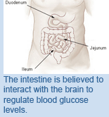 The intestine is believed to interact with the brain to regulate blood glucose levels.
