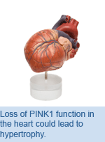 Loss of PINK1 function in the heart could lead to hypertrophy.
