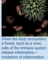 When the body encounters a threat, such as a virus, cells of the immune system release interleukins, known as inflammatory mediators.