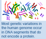 Most genetic variations in the human genome occur in DNA segments that do not encode a protein.