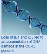 Loss of ID1 and ID3 led to an accumulation of DNA damage in the CC-IC genome.