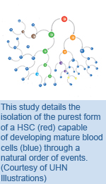 This study details the isolation of the purest form of an HSC (red) capable of developing mature blood cells (blue) through a natural order of events.  (Courtesy of UHN Illustrations)