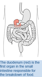 The duodenum (red) is the first organ responsible for the breakdown of food in the small intestine.