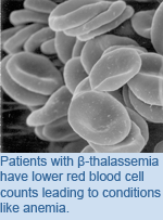 Patients with β-thalassemia have lower red blood cell counts leading to conditions like anemia.