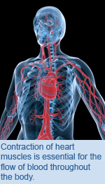 Contraction of heart muscles is essential for the flow of blood throughout the body.