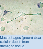 Macrophages (green) clear cellular debris from damaged tissue.