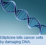 Ellipticine kills cancer cells by damaging DNA.