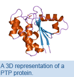A 3D representation of a PTP protein.
