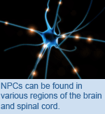 NPCs can be found in various regions of the brain and spinal cord.