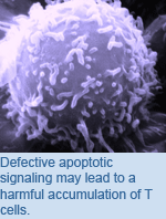 Defective apoptotic signaling may lead to a harmful accumulation of T cells.