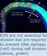 E2fs are not essential for division but are required to prevent DNA damage (red) during cell division (above, green).