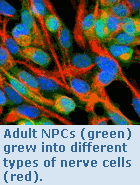Adult NPCs (green) grew into different types of nerve cells (red).