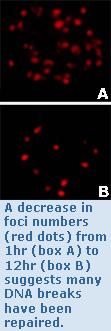 A decrease in foci numbers (red dots) from 1hr (box A) to 12hr (box B) suggests many DNA breaks have been repaired.