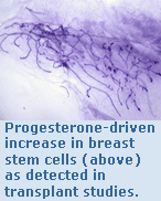 Progesterone-driven increase in breast stem cells (above) as detected in transplant studies.