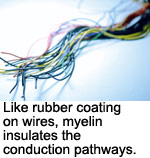 Spinal cord injury: like rubber coating on wires conducts signals, myelin conducts brain signals