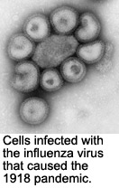 Influenza A: cells infected with the influenza virus that caused the 1918 pandemic