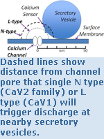 Dashed lines show distance from channel pore that single N type (CaV2 family) or L type (CaV1) will trigger discharge at nearby secretory vesicles.