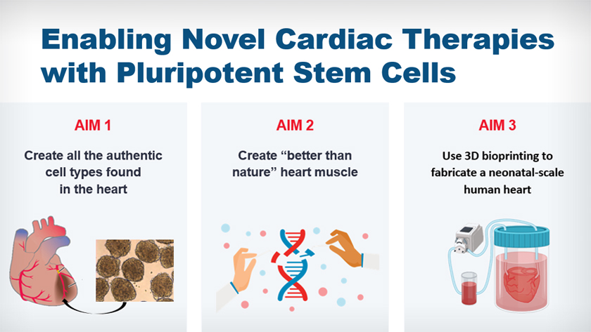 Infographic showing the three aims towards new therapies for cardiovascular diseases.