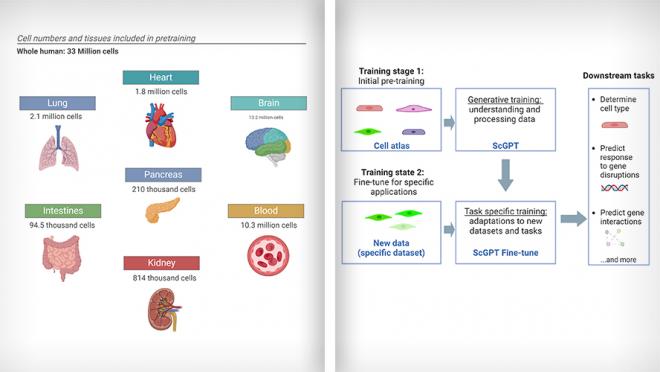 Left: Illustrations for various organs and the number of cells of each used in training the model. Right: Simplified workflow for scGPT