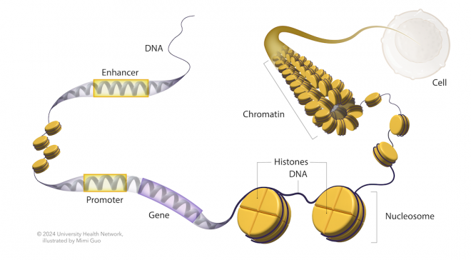 DNA organization diagram labelling histone, enhancer, promoter, chromatin and nucleosome