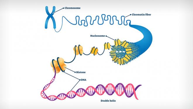 Diagram depicting DNA structure