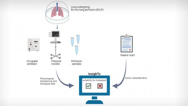 Schematic explaining how data from lungs undergoing EVLP and donor information is used by InsighTx to make decisions on lung suitability.
