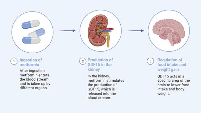 Infographic of the path that metformin follows inside the body to affect food intake and body weight.