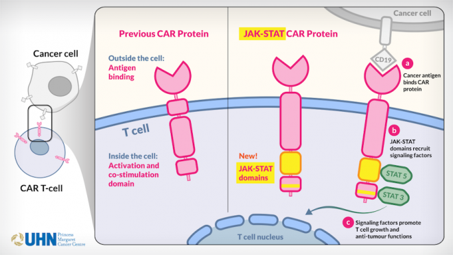 Illustration showing how JAK-STAT CAR T cell works.