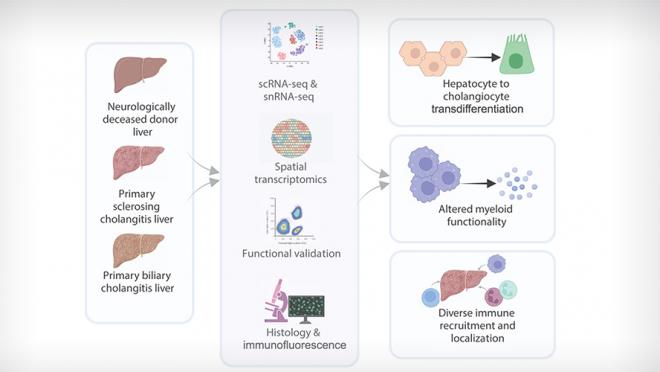graphical abstract of technologies employed to uncover distinct cell types and their localization.