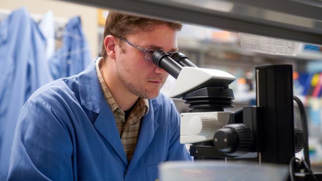 Photograph of Dr. Nenad Pokrajac examining tissue under a microscope.