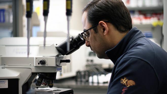 Photograph of Dr. Farshad Nassiri examining tumour samples under a microscope in the Zadeh lab.