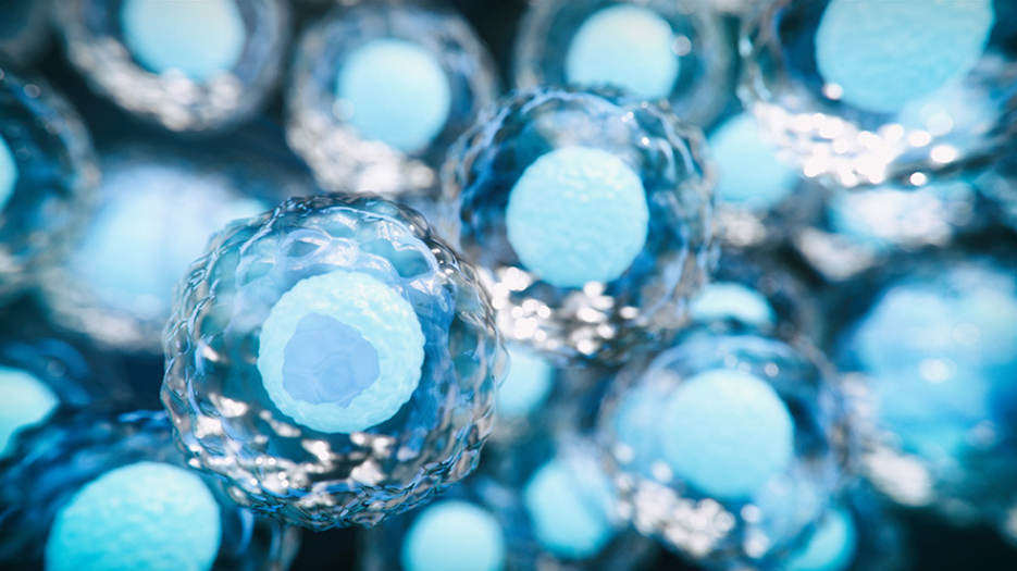Illustration of stem cells