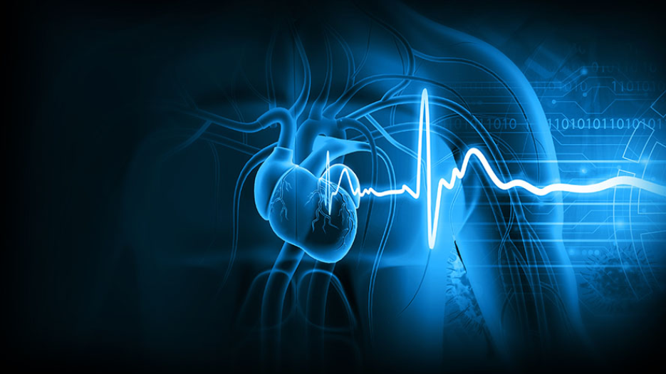 Illustration of a heart and it's electrical signal