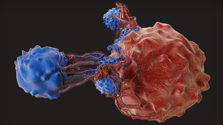 Illustration of an immune cell targeting a cancer cell.