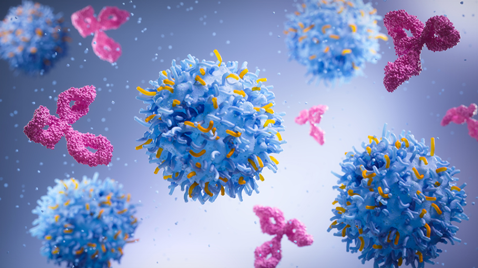 illustration of t cells and antibodies