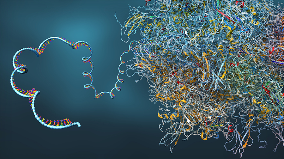 Illustration of mRNA being translated into a protein.
