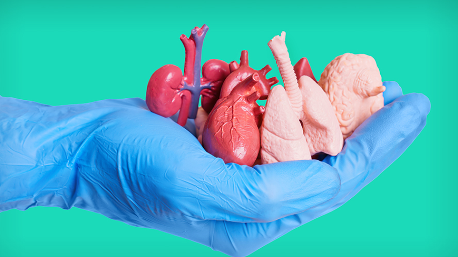 Image of gloved hand holding miniature organs to represent organ transplant