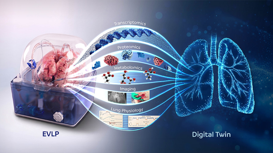 Illustration to represent the use of data from EVLP to digital lungs.